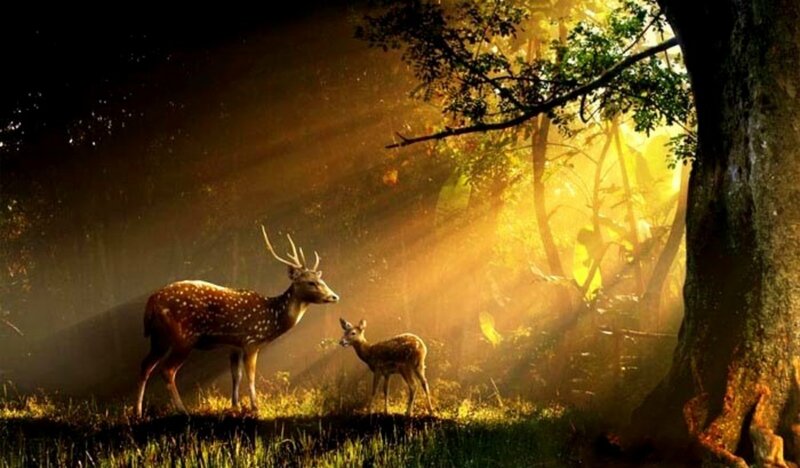 Spotted Deer and Fawn