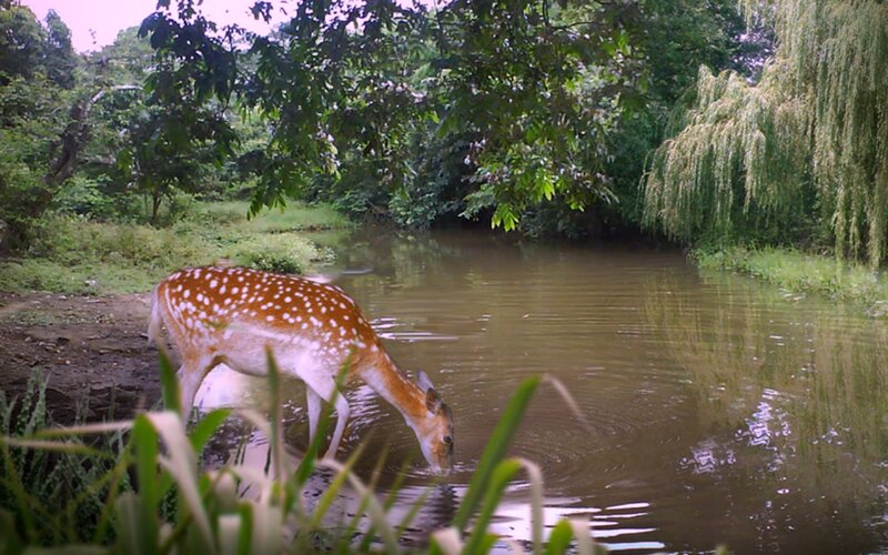 Spotted Deer Drinking Water — Green