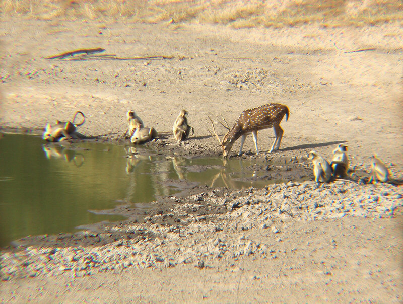 Spotted Deer Drinking Water