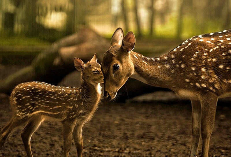 Spotted Deer Fawn
