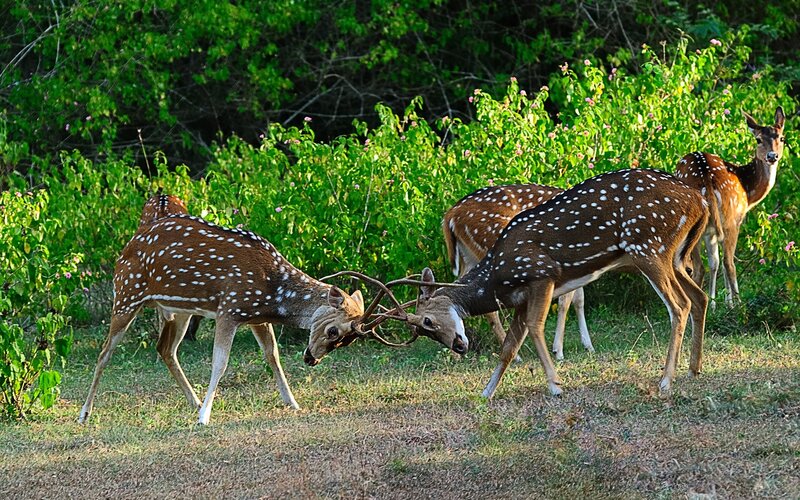 Spotted deer fighting in forest