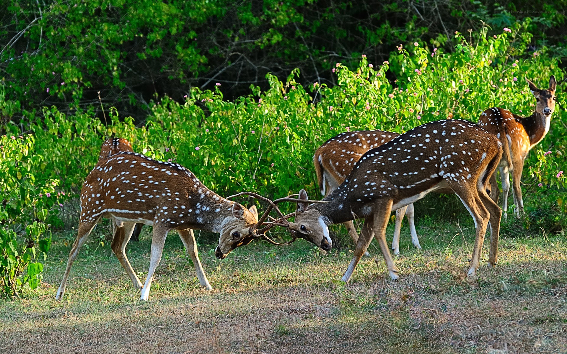 Spotted deer fighting in forest