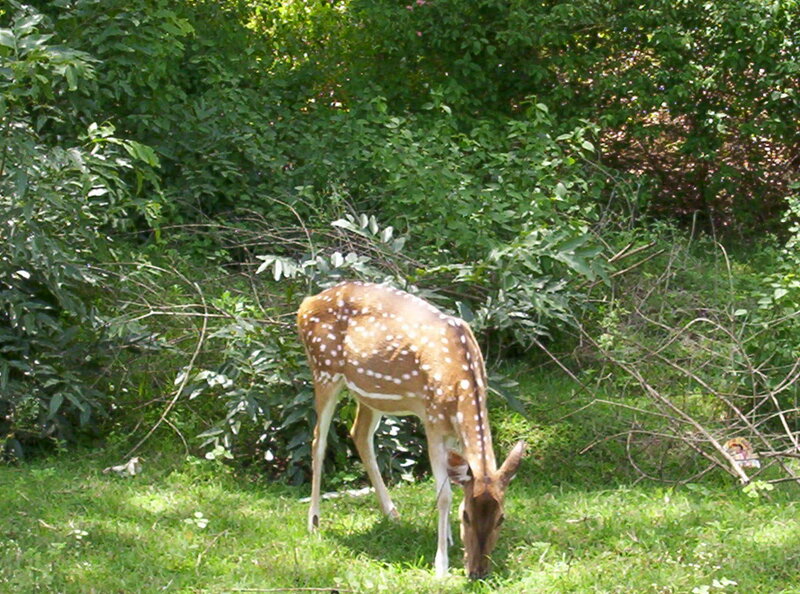 Spotted Deer Grazing — Green