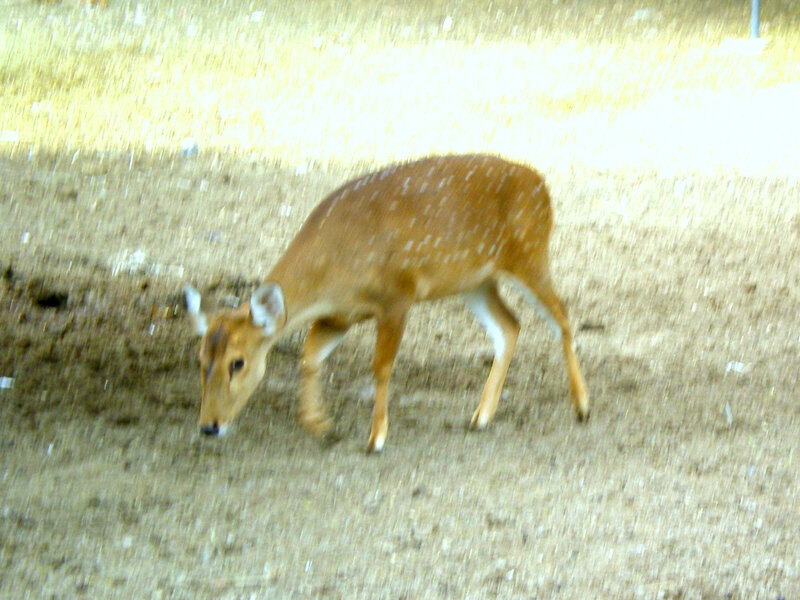 Spotted deer grazing