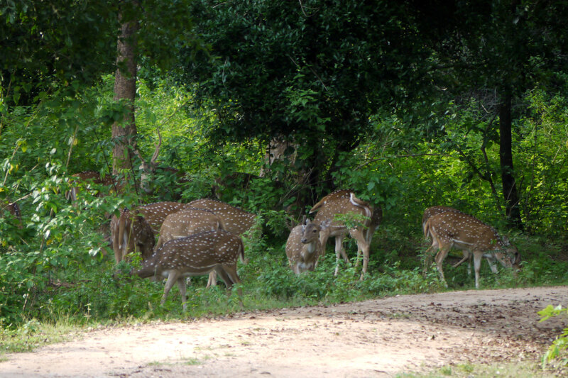 Spotted Deer Herd