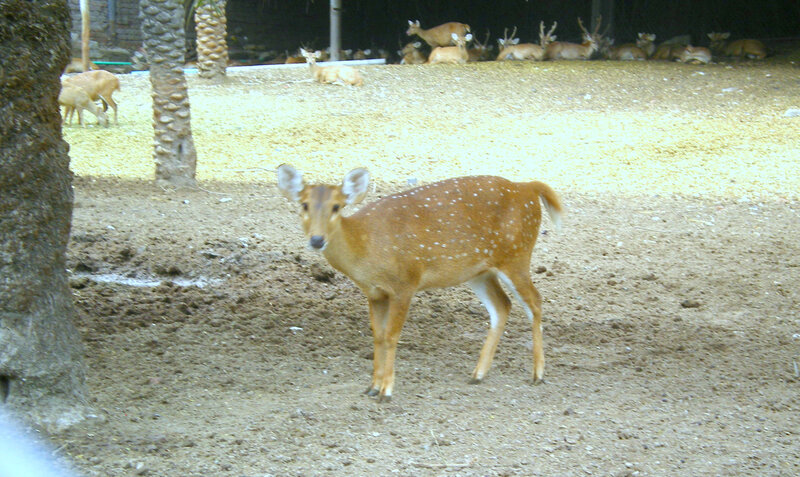 Spotted deer in enclosure