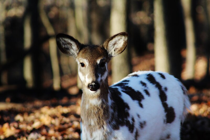 Spotted Deer in Forest — Brown, Calm, Autumn, Photograph