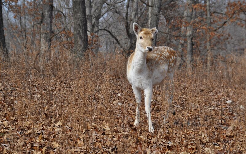 Spotted Deer in Forest — Brown, Calm, Autumn