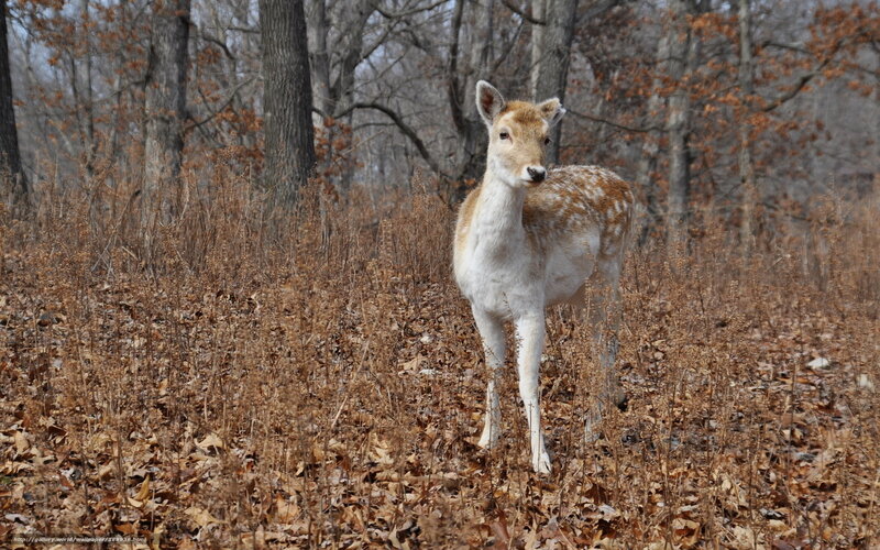 Spotted Deer in Forest — Brown, Calm