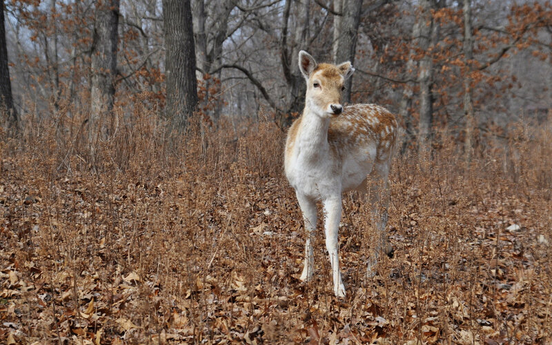 Spotted Deer in Forest — Brown