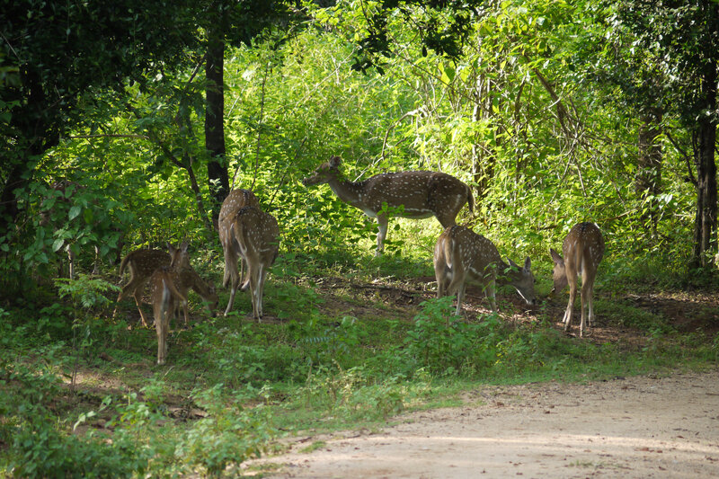 Spotted Deer in Forest — Green, Serene