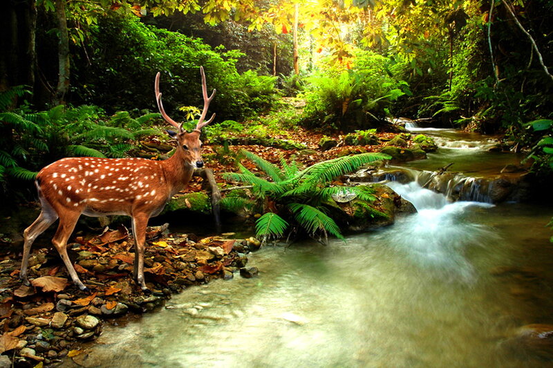 Spotted Deer in Forest — Green