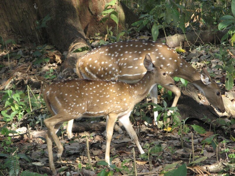 Spotted Deer in Forest