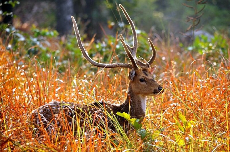 Spotted Deer in Grass
