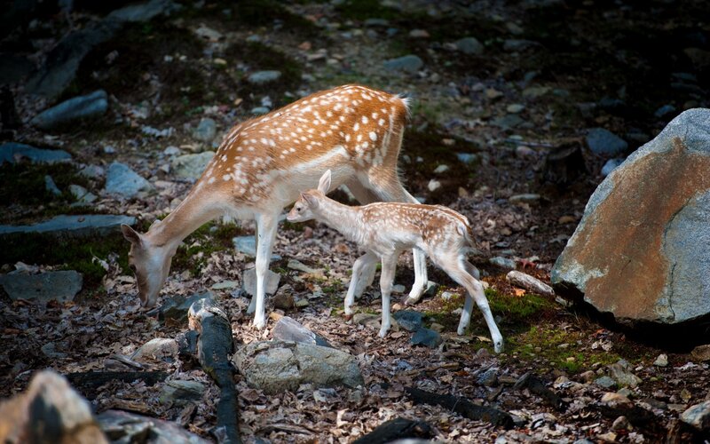 Spotted Deer Mother and Fawn