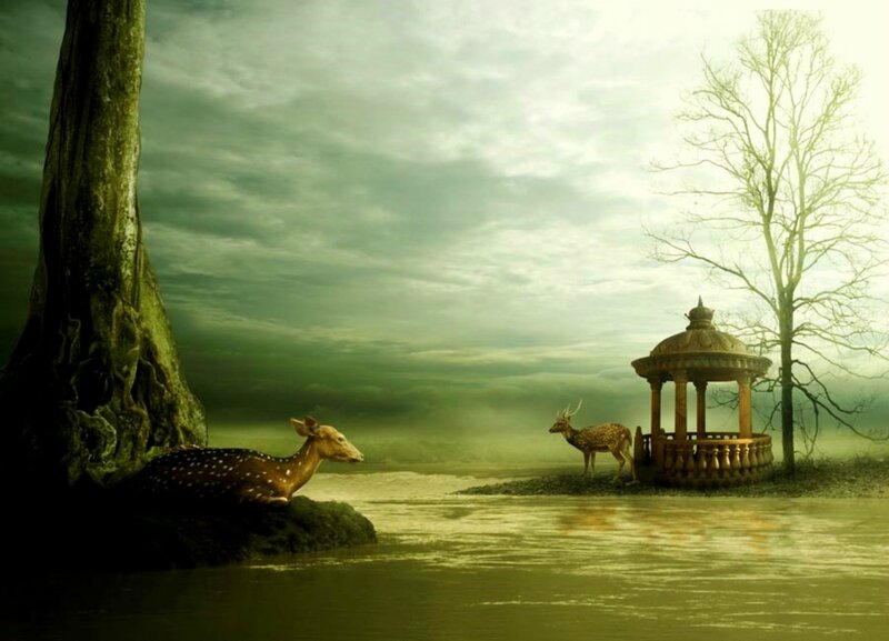 Spotted Deer Near Water