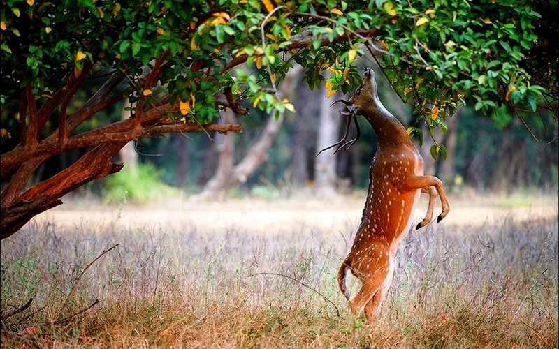 Spotted Deer Standing