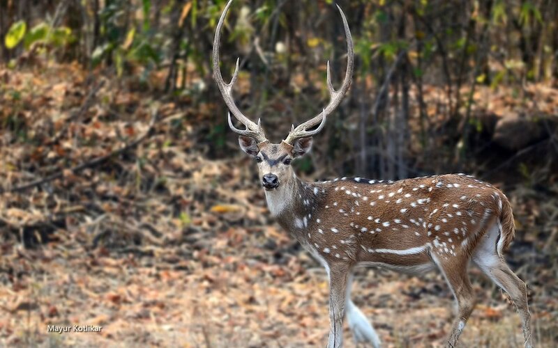 Spotted Deer with Antlers — Brown, Alert