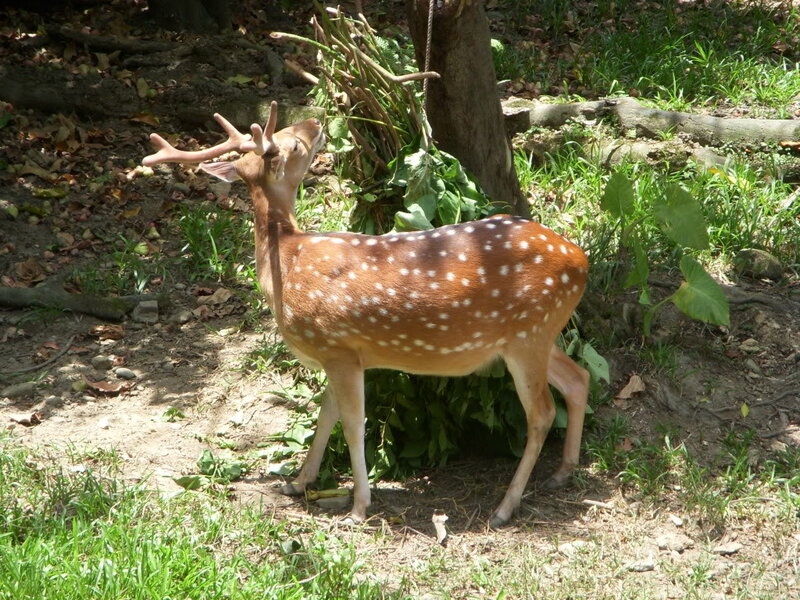 Spotted Deer with Antlers — Brown, Calm