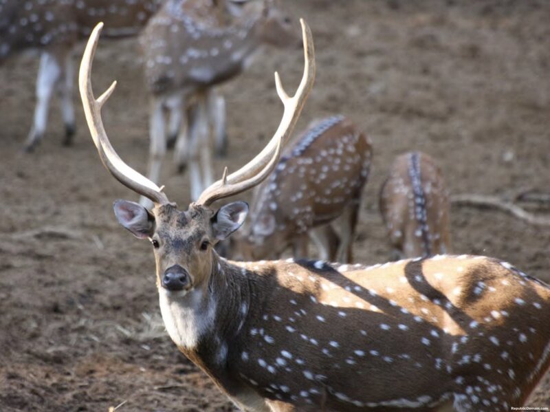 Spotted Deer with Antlers — Brown