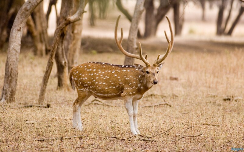 Spotted Deer with Antlers
