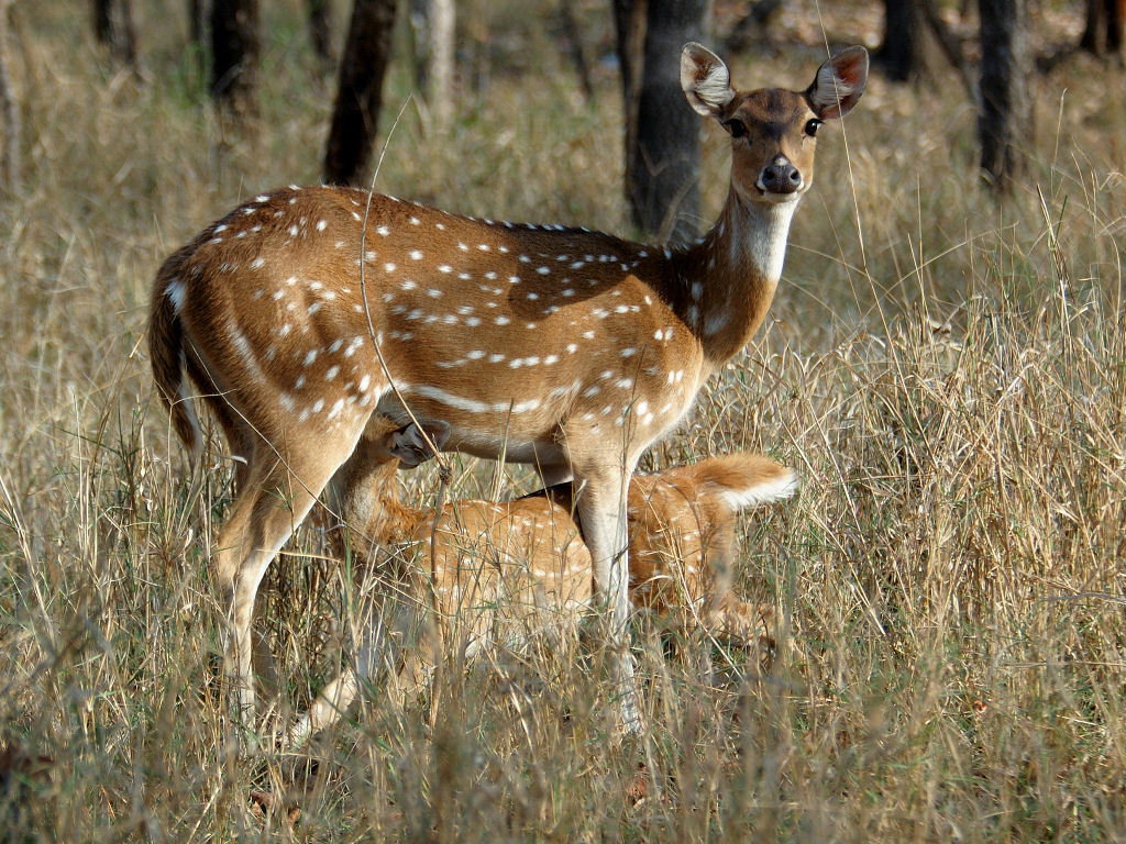 Spotted deer with fawn