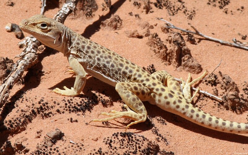 spotted desert lizard on sand