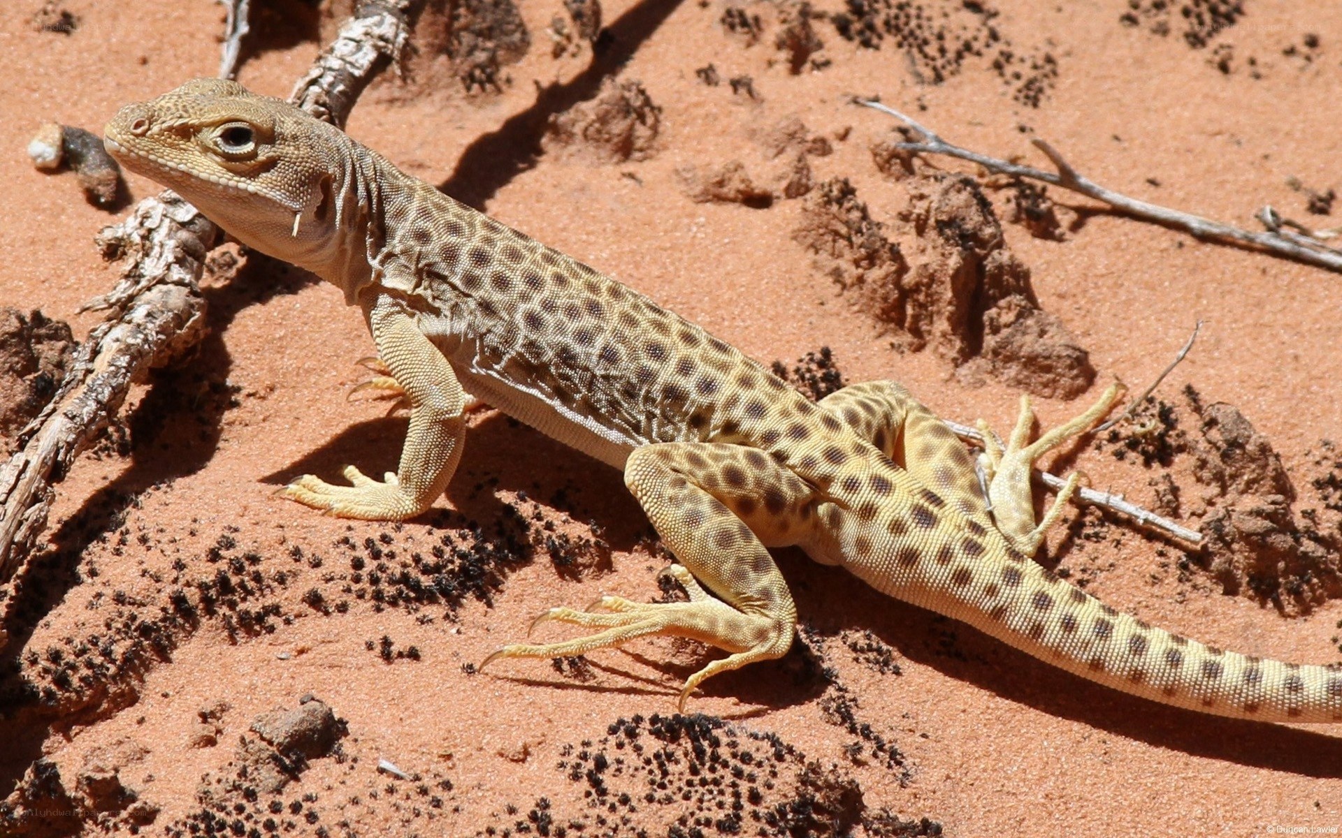 spotted desert lizard on sand