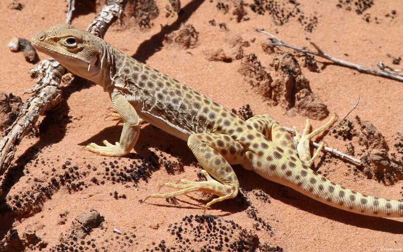 Spotted Desert Lizard