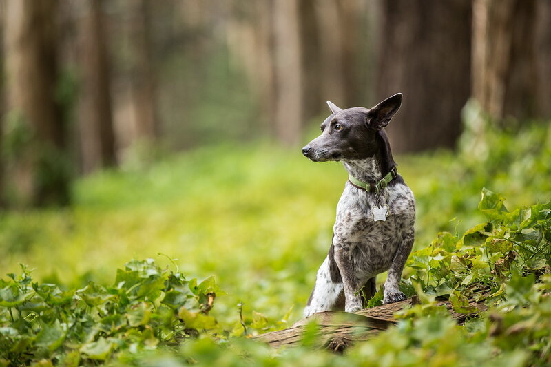 Spotted Dog in Forest