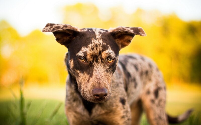 Spotted Dog in Grass — Yellow, Calm, Autumn