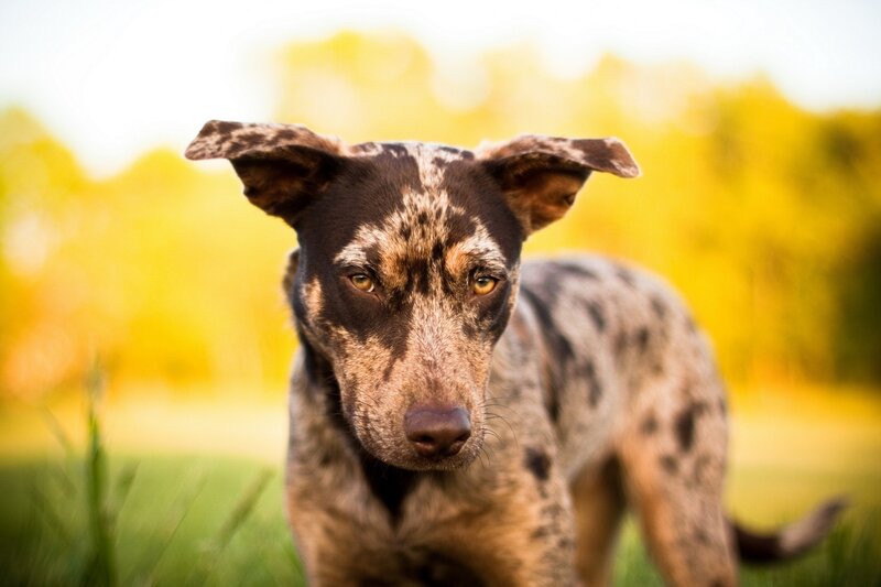 Spotted Dog in Grass — Yellow