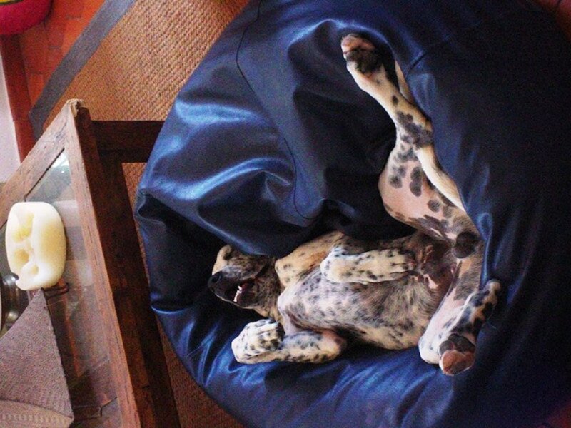 Spotted Dog Sleeping