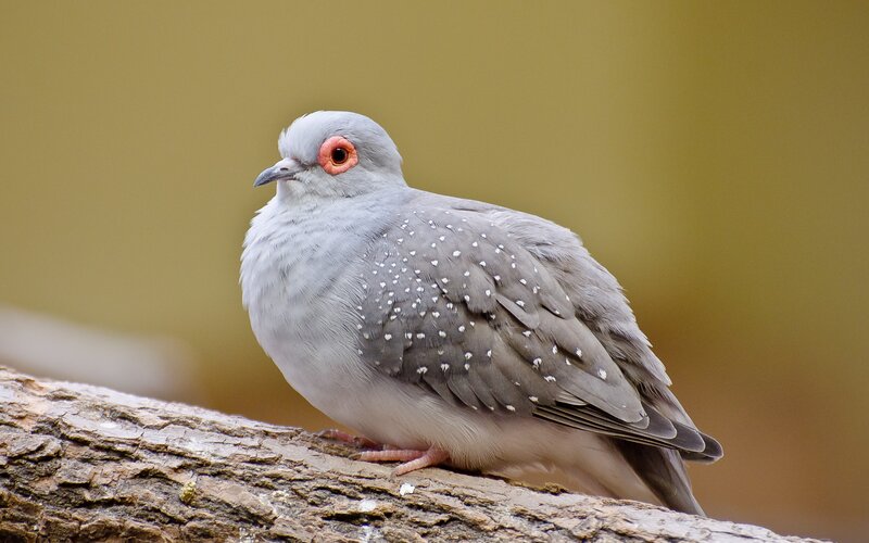 Spotted Dove Perched