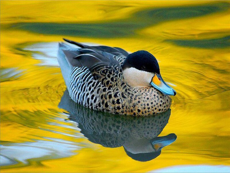 Spotted Duck Swimming