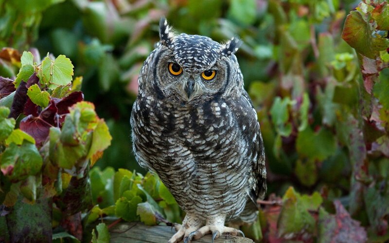 Spotted Eagle-owl — Green, Alert, Afternoon