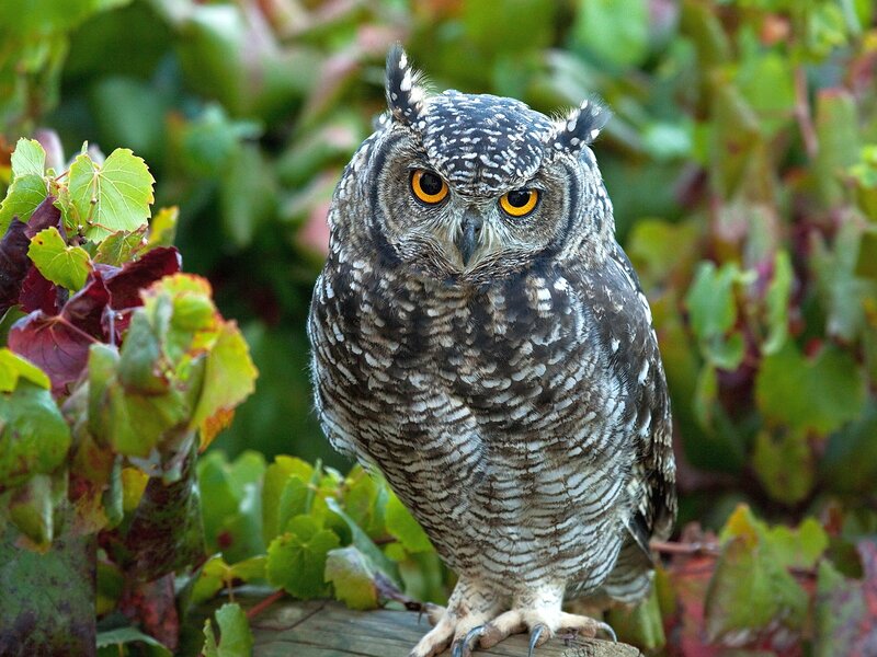 Spotted Eagle-owl — Green, Alert