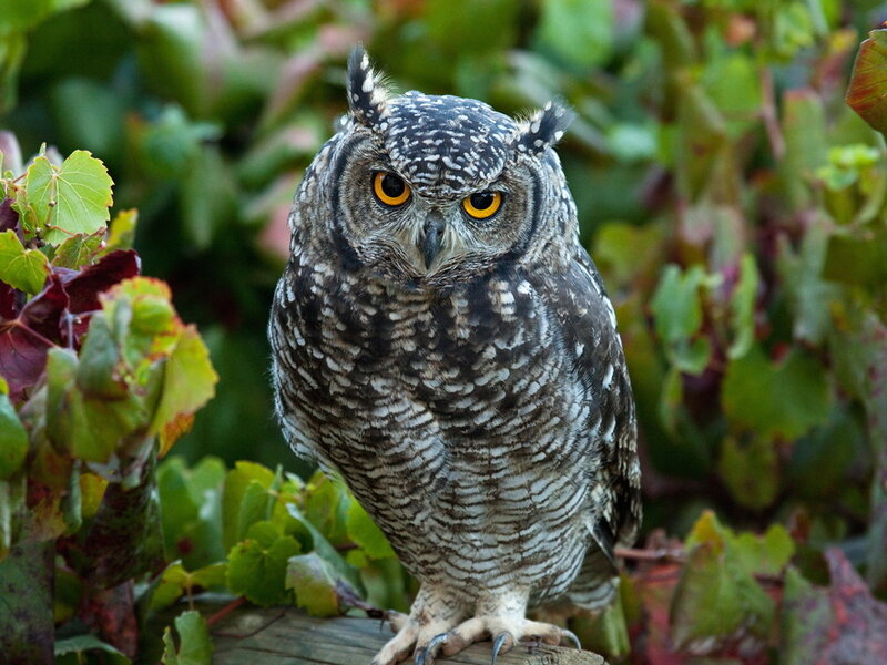 Spotted Eagle-owl — Green