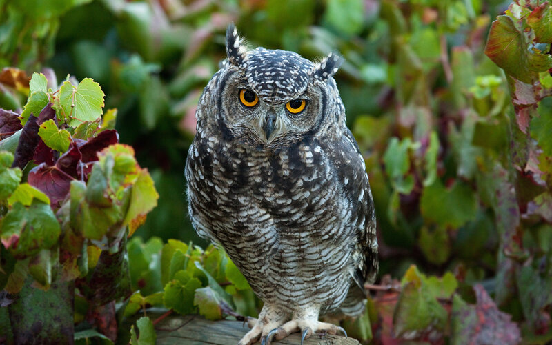 Spotted Eagle-owl