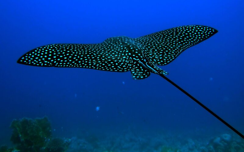 Spotted Eagle Ray — Blue, Serene, Photograph, Coral Reef