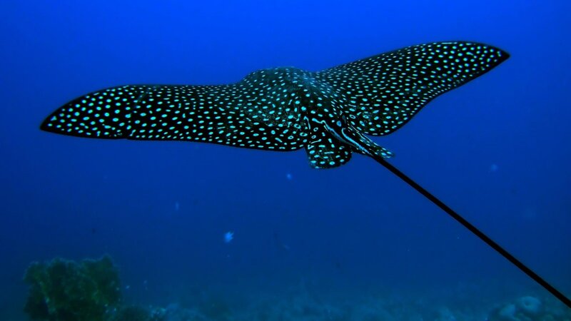 Spotted Eagle Ray — Blue, Serene, Photograph, Coral