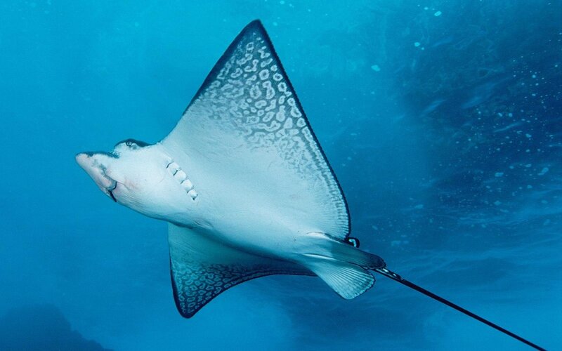 Spotted Eagle Ray — Blue, Serene, Photograph, Ocean, Underwater, White