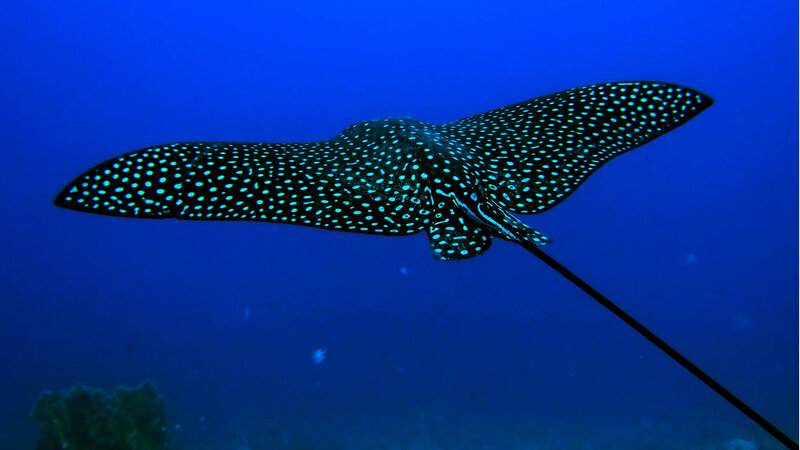 Spotted Eagle Ray — Blue, Serene, Photograph