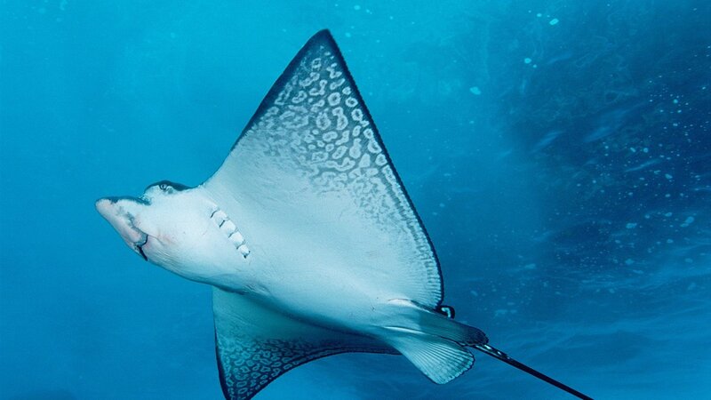 Spotted Eagle Ray — Blue, Serene