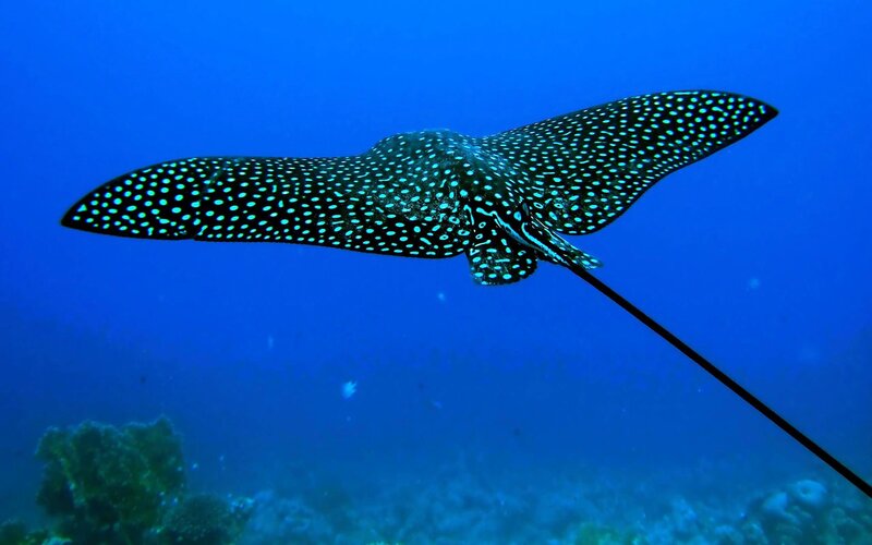 Spotted Eagle Ray — Blue