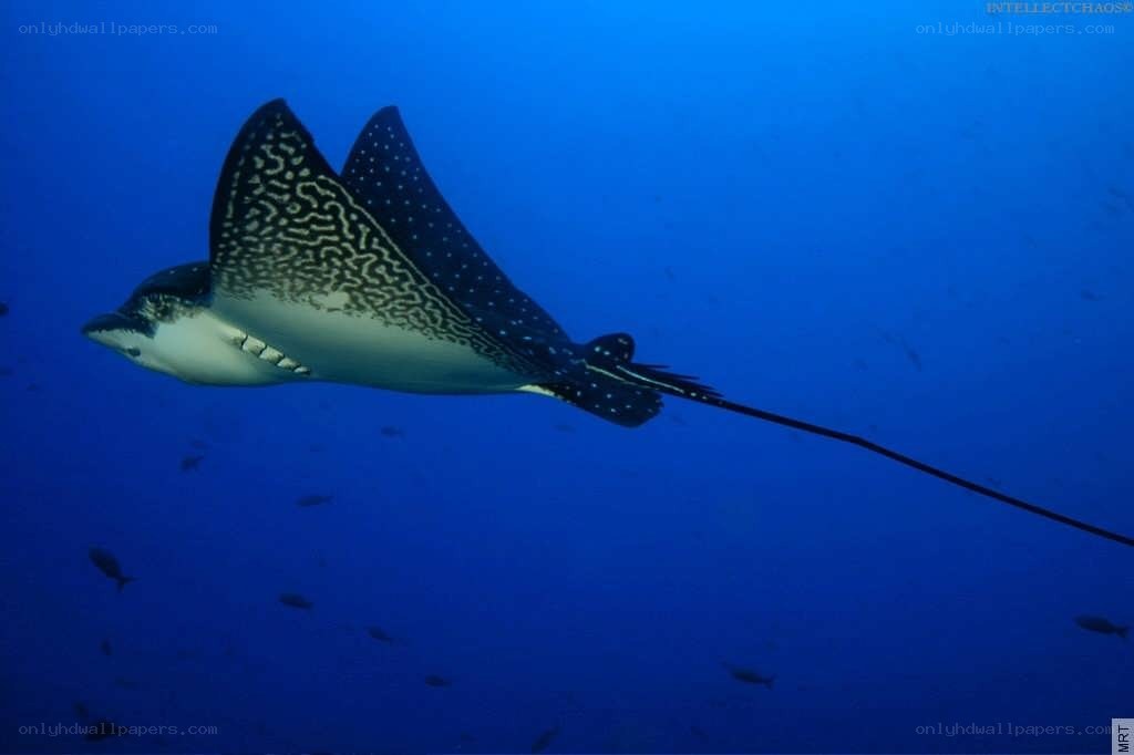 Spotted eagle ray in blue water
