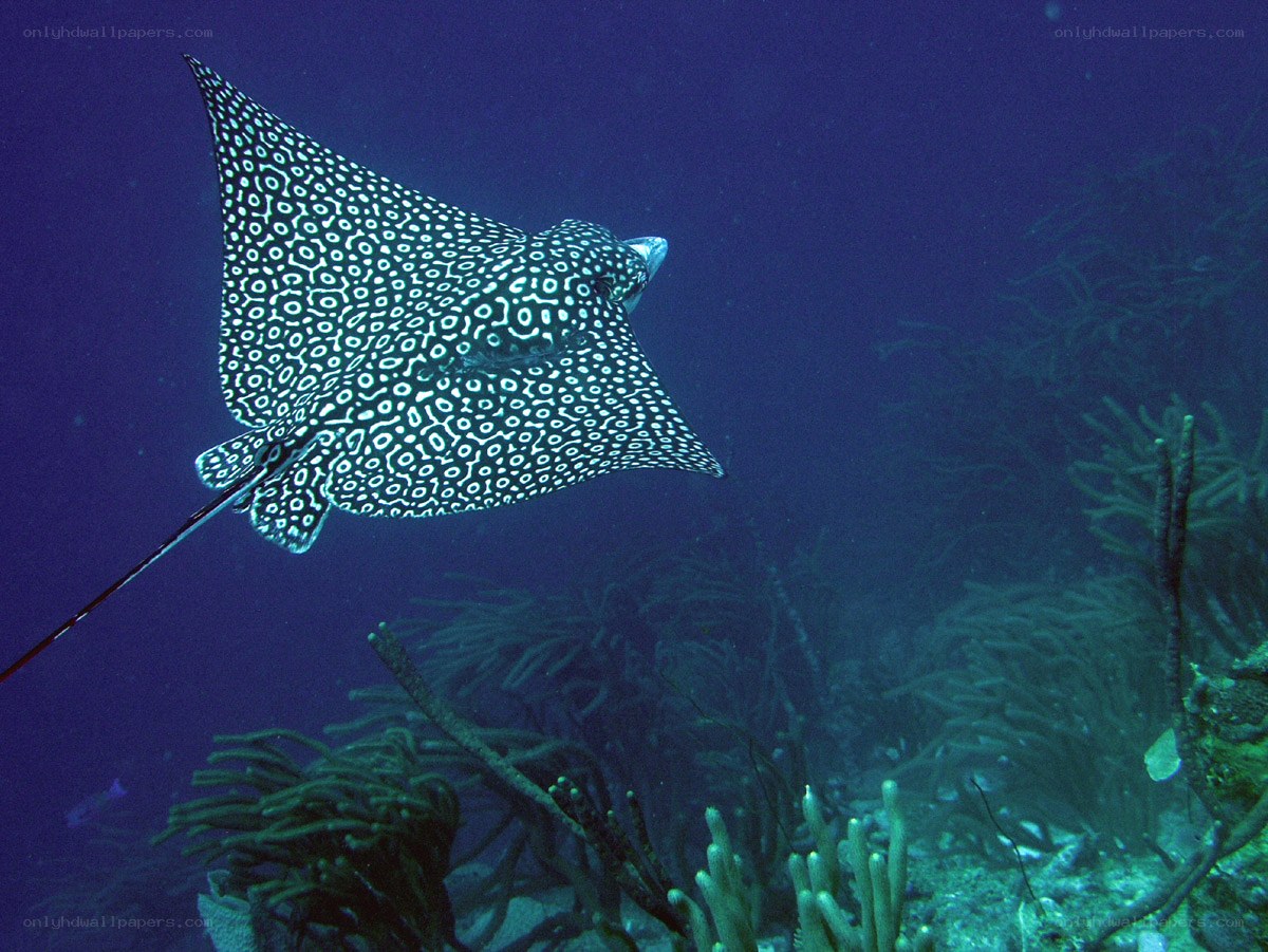 Spotted eagle ray in coral reef