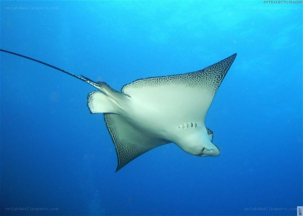 Spotted eagle ray swimming