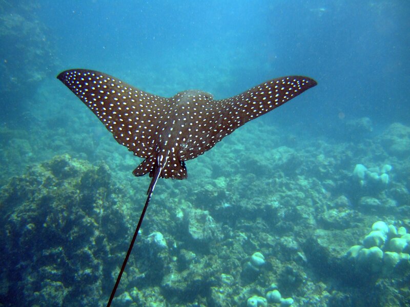 Spotted eagle ray swimming