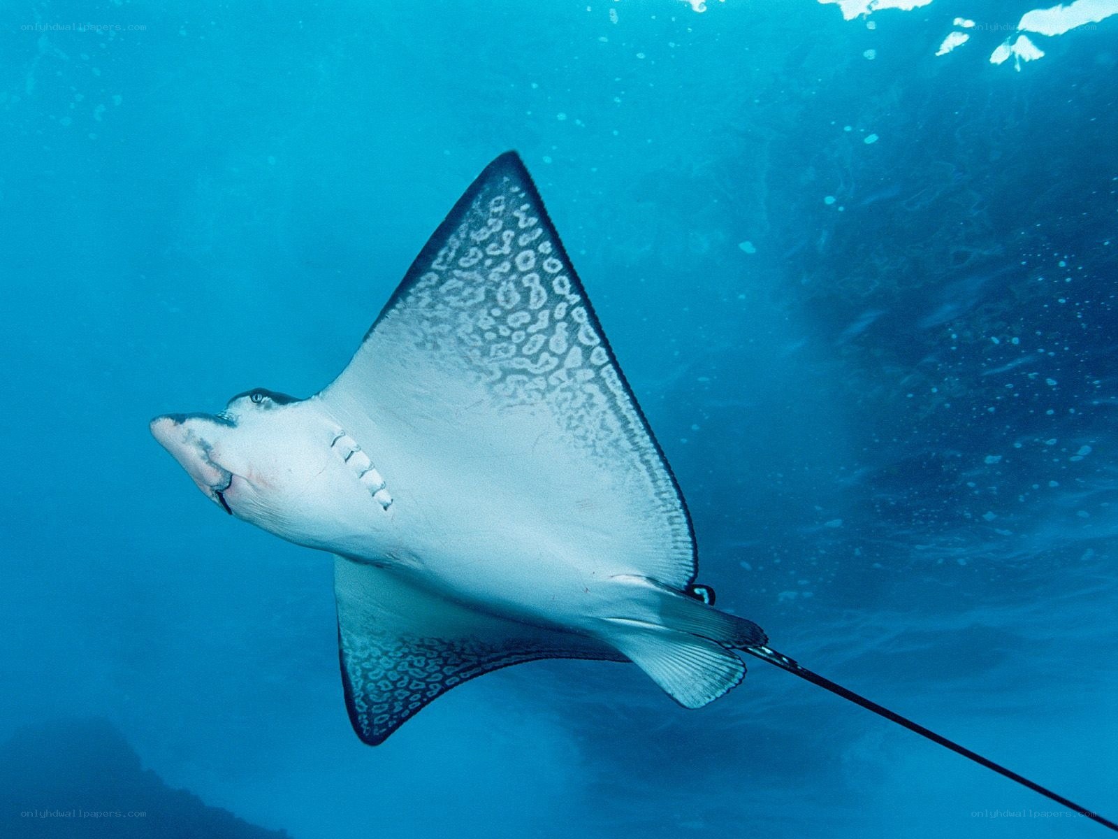 Spotted eagle ray swimming underwater